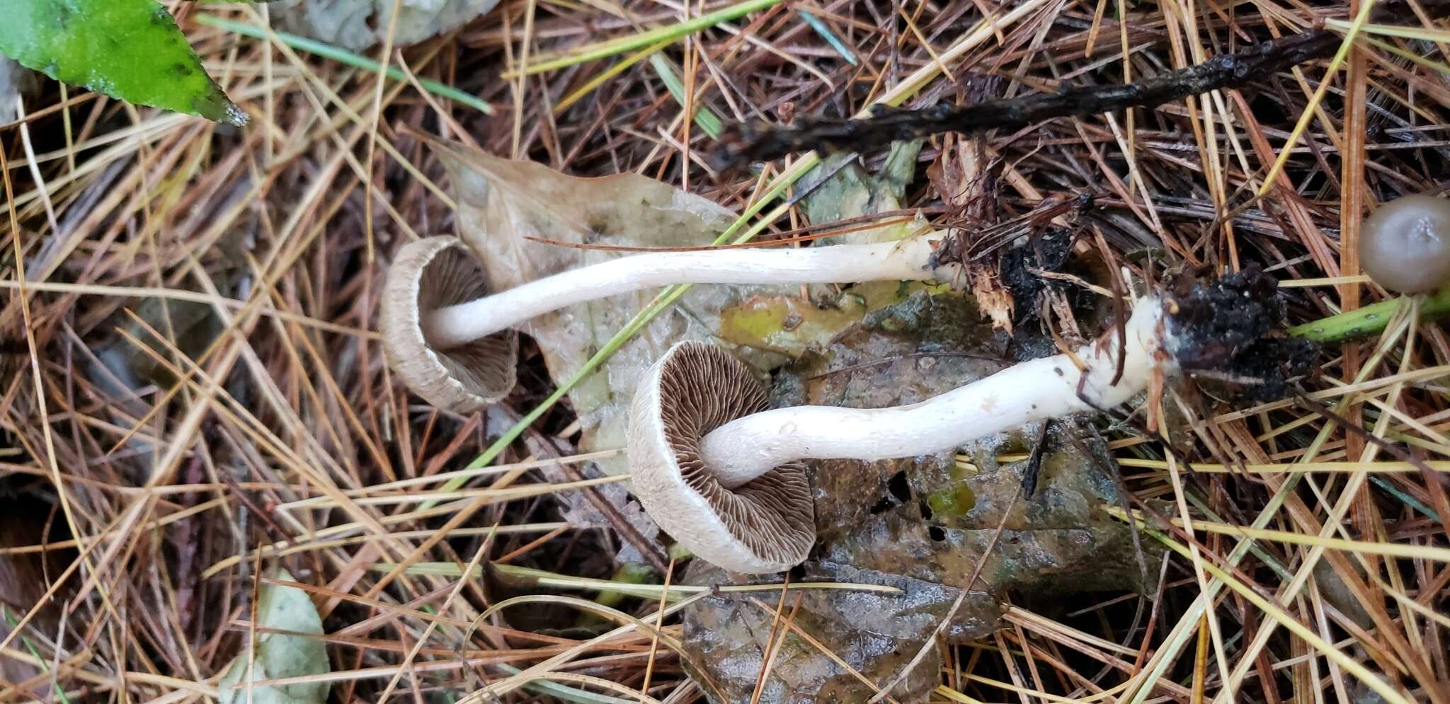 صورة Inocybe griseoscabrosa (Peck) Earle 1903