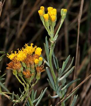 Image of Senecio cunninghamii DC.