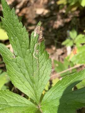 Phytomyza canadensis Spencer 1969 resmi