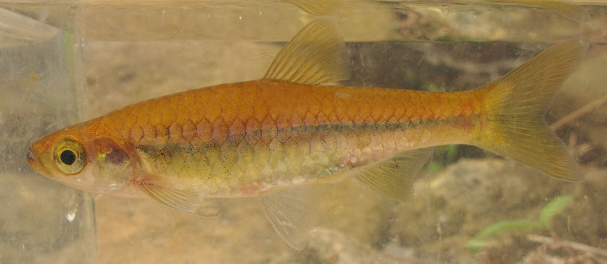 Image of Chinese rasbora