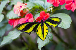 Слика од Ornithoptera tithonus de Haan 1840