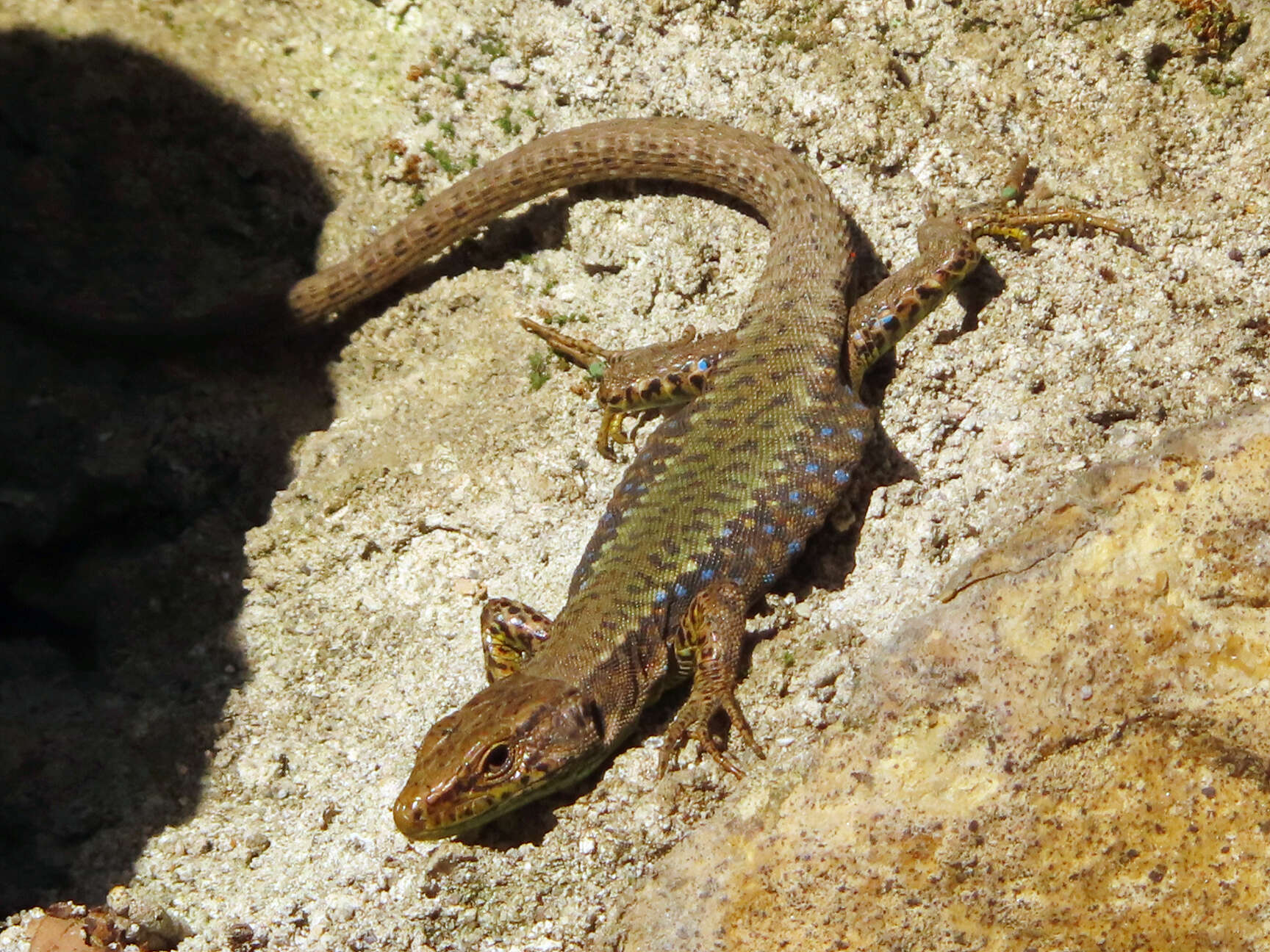Image of Ajarian lizard