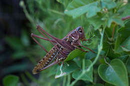 Image of Decticus albifrons (Fabricius 1775)