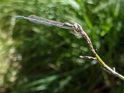 Image of Austrolestes aridus (Tillyard 1908)