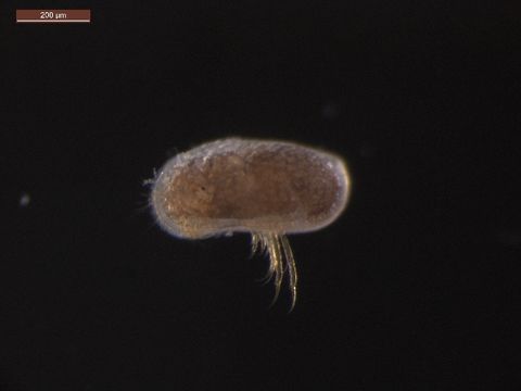 Image of Leptocytheridae