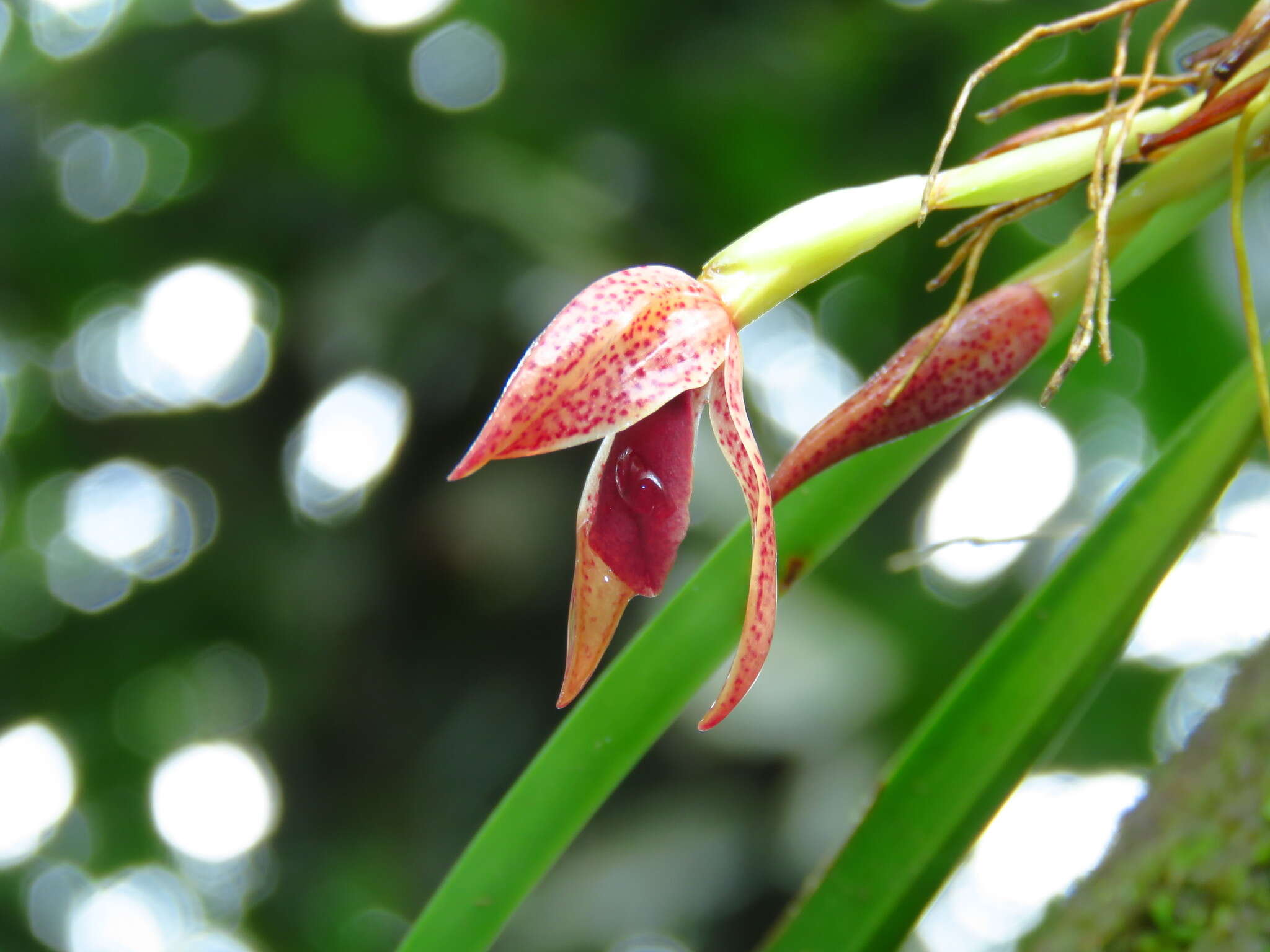 Image of Maxillaria meleagris Lindl.