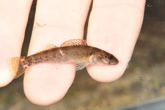 Image of Greenbreast Darter