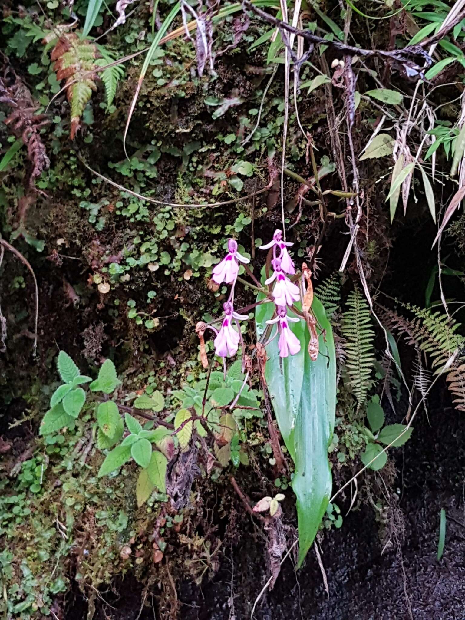 Image of Cynorkis lowiana Rchb. fil.