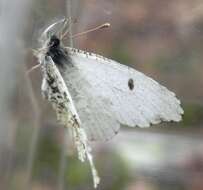 Image of Falcate Orangetip