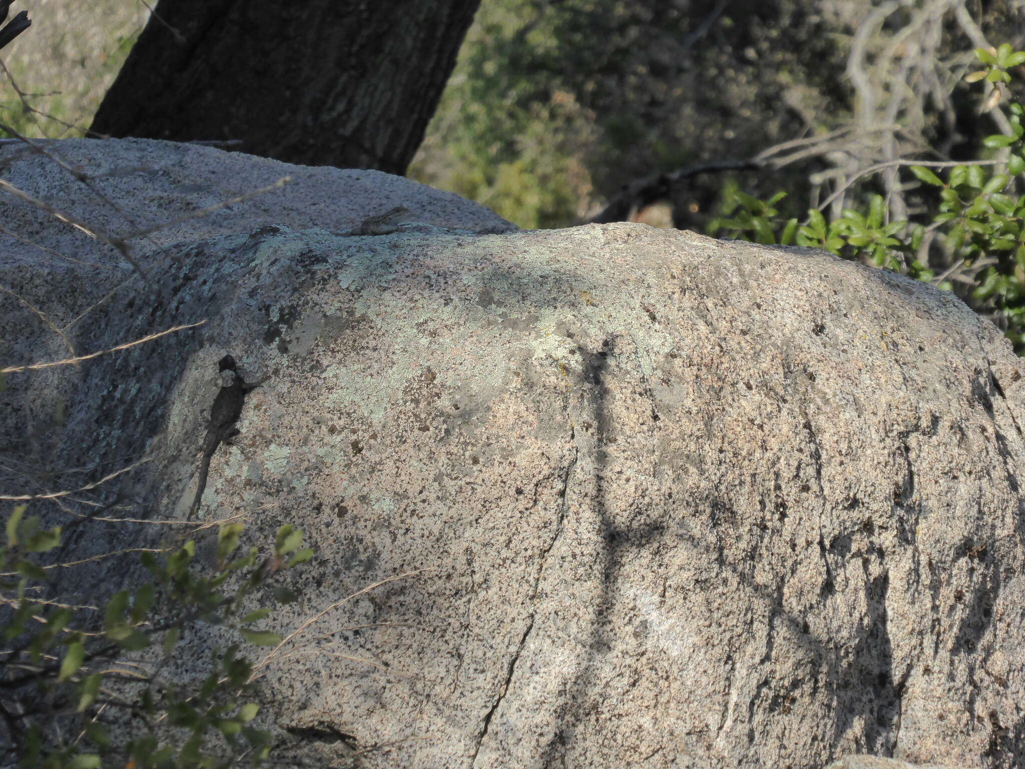 Image of Granite Spiny Lizard