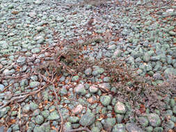 Image of creeping juniper