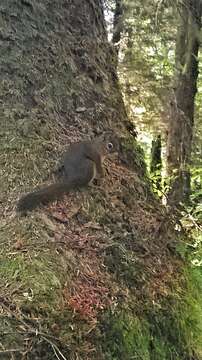 Image of pine squirrel