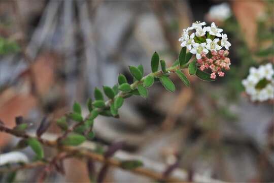 Imagem de Platysace ericoides (Sieb. ex DC.) C. Norman