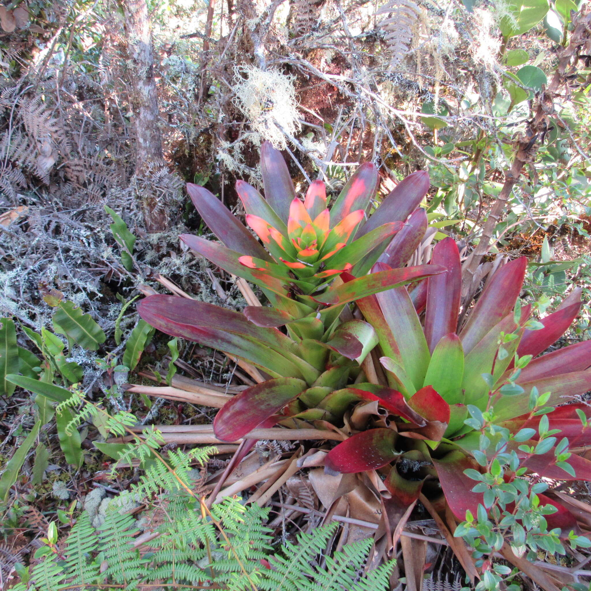 Image of Guzmania gloriosa (André) André ex Mez