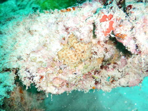 Image of Slender Lettuce Coral