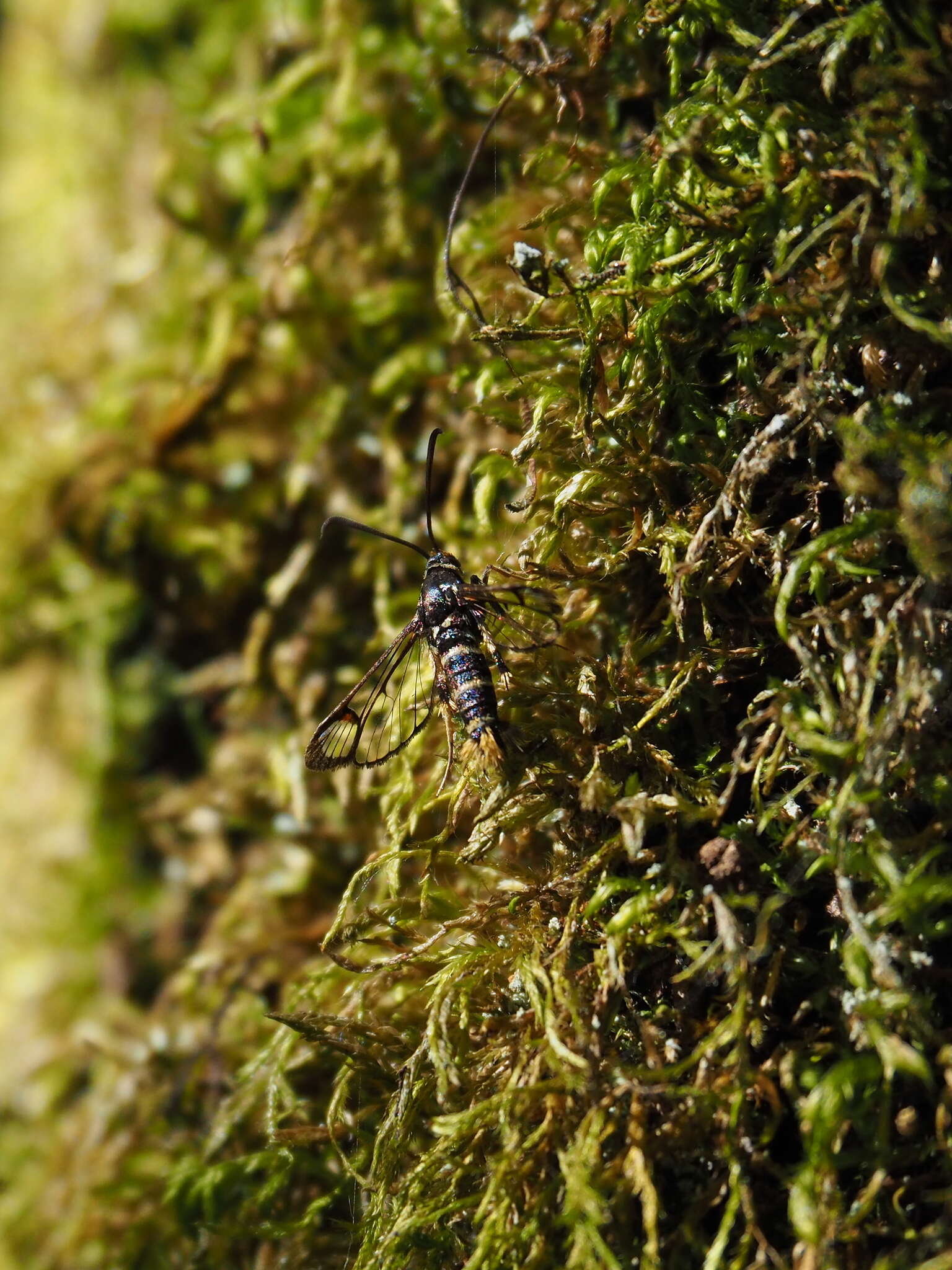 Image of Yellowlegged Clearwing Moth