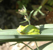 Image of Sardinian Tree Frog
