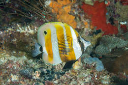 Image of Coralfish