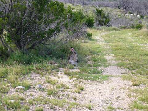 Image of Black-tailed Jackrabbit