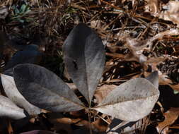 Image de Baptisia cinerea (Raf.) Fernald & B. G. Schub.