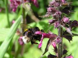 Image of hedge nettle