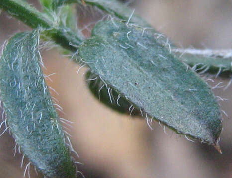 Image of Dicliptera decorticans (K. Balkwill) I. Darbysh.