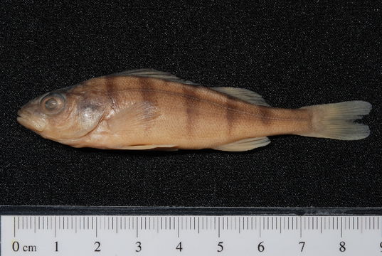 Image of Barsch