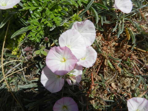 Image of Convolvulus lineatus L.