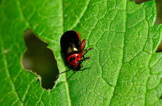 Image of flea beetle