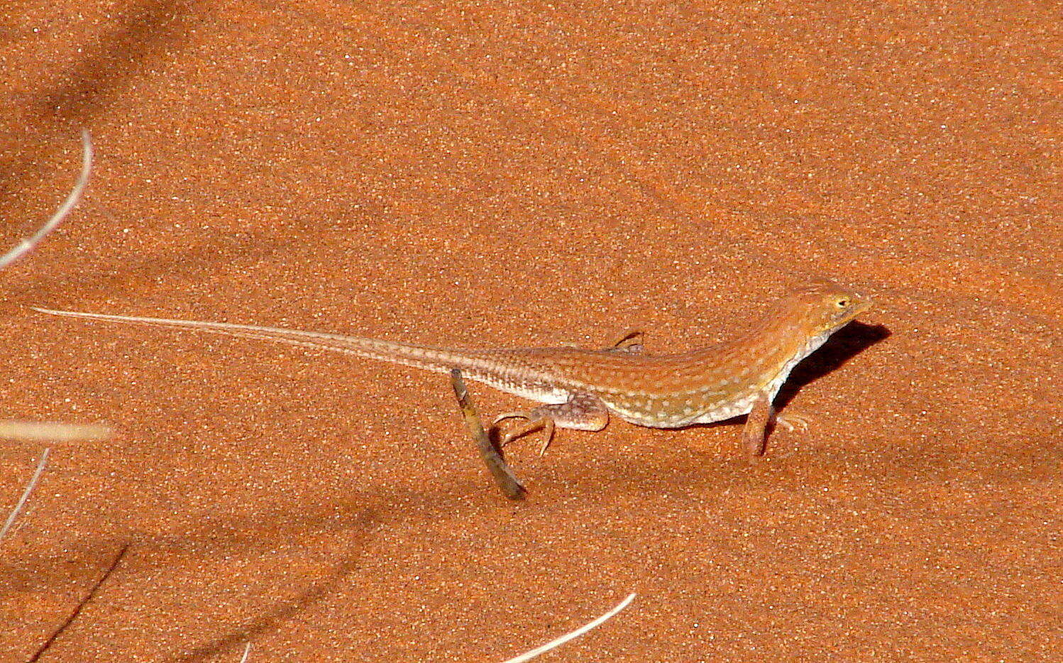 Image of Wedge-snouted Desert Lizard