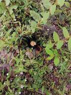 Image of Mexican Black and Gold Red Rump Tarantula