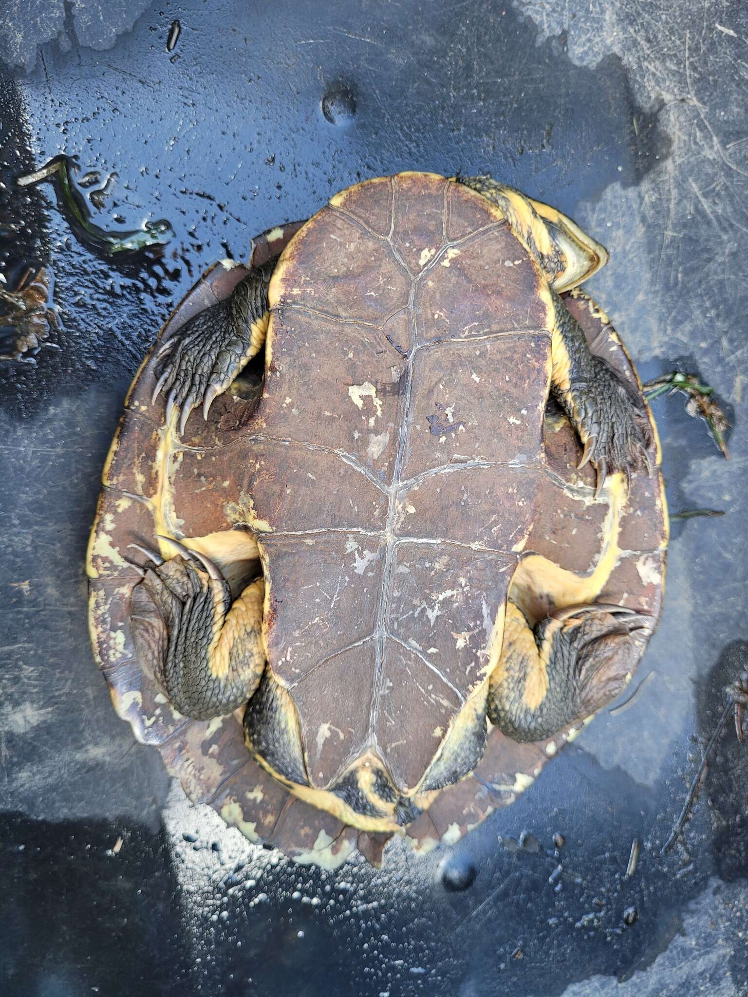 Image of Manning River snapping turtle