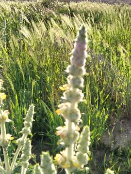 Image of Phlomoides laciniata (L.) Kamelin & Makhm.