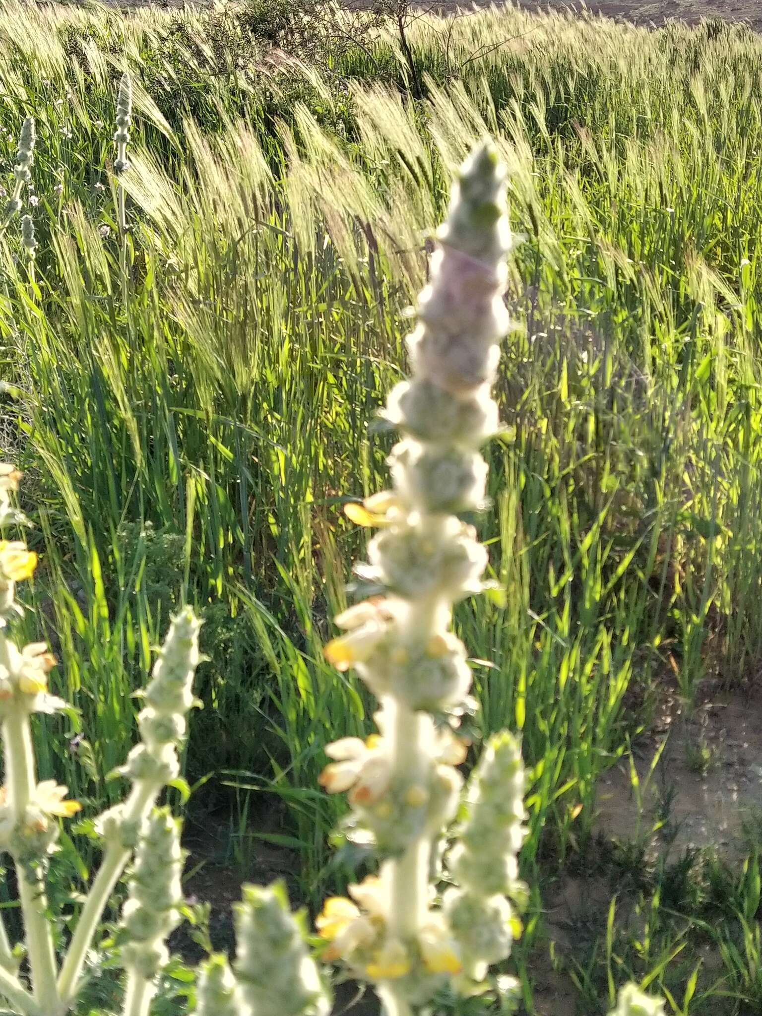 Sivun Phlomoides laciniata (L.) Kamelin & Makhm. kuva