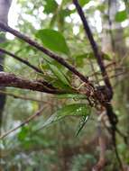 Imagem de Dendrobium pugioniforme A. Cunn. ex Lindl.