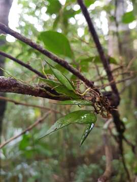 Image de Dendrobium pugioniforme A. Cunn. ex Lindl.