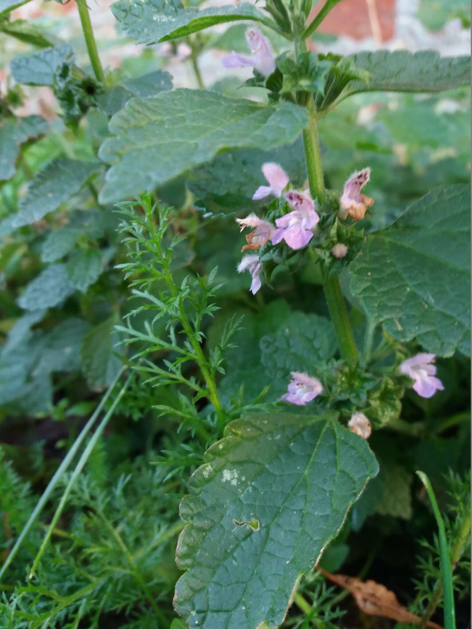 Image of Ballota nigra subsp. ruderalis (Sw.) Briq.