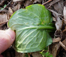 Imagem de Arum cylindraceum Gasp.