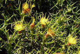 Image of Femeniasia balearica (J. J. Rodr.) A. Susanna de la Serna