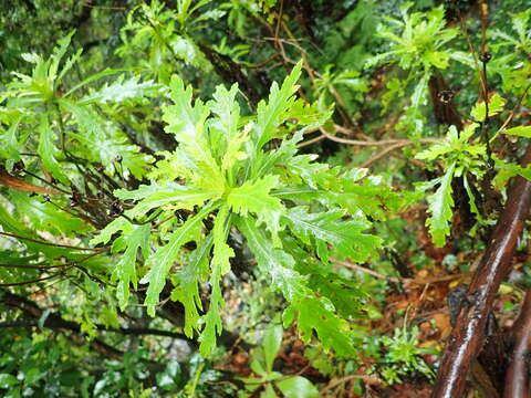 Image of Argyranthemum pinnatifidum (L. fil.) Webb