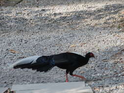 Image of Swinhoe's Pheasant