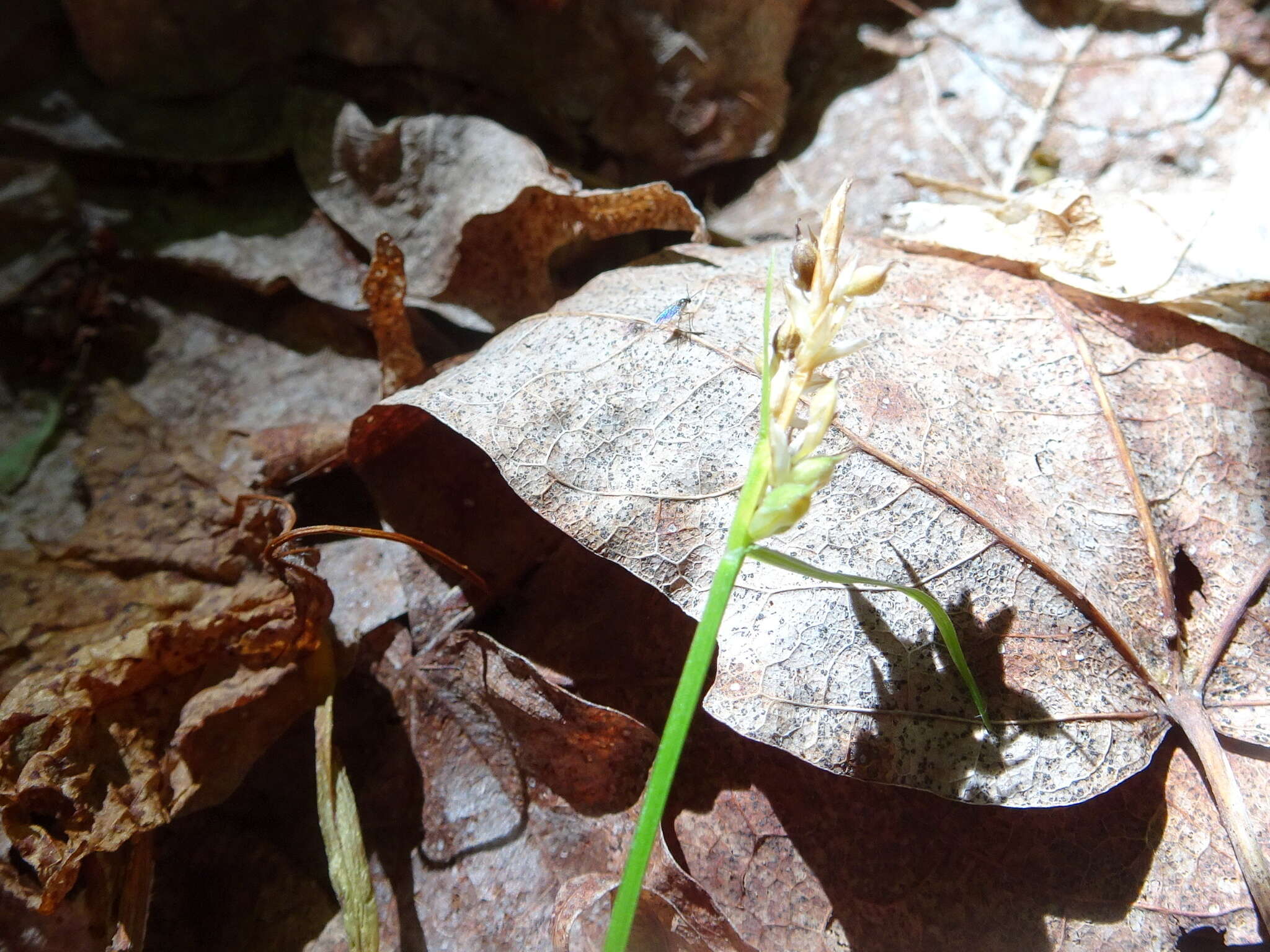 صورة Carex lucorum Willd.