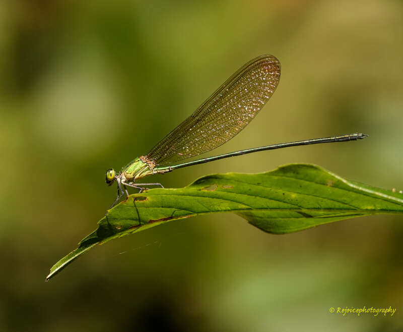 Image of Vestalis gracilis (Rambur 1842)