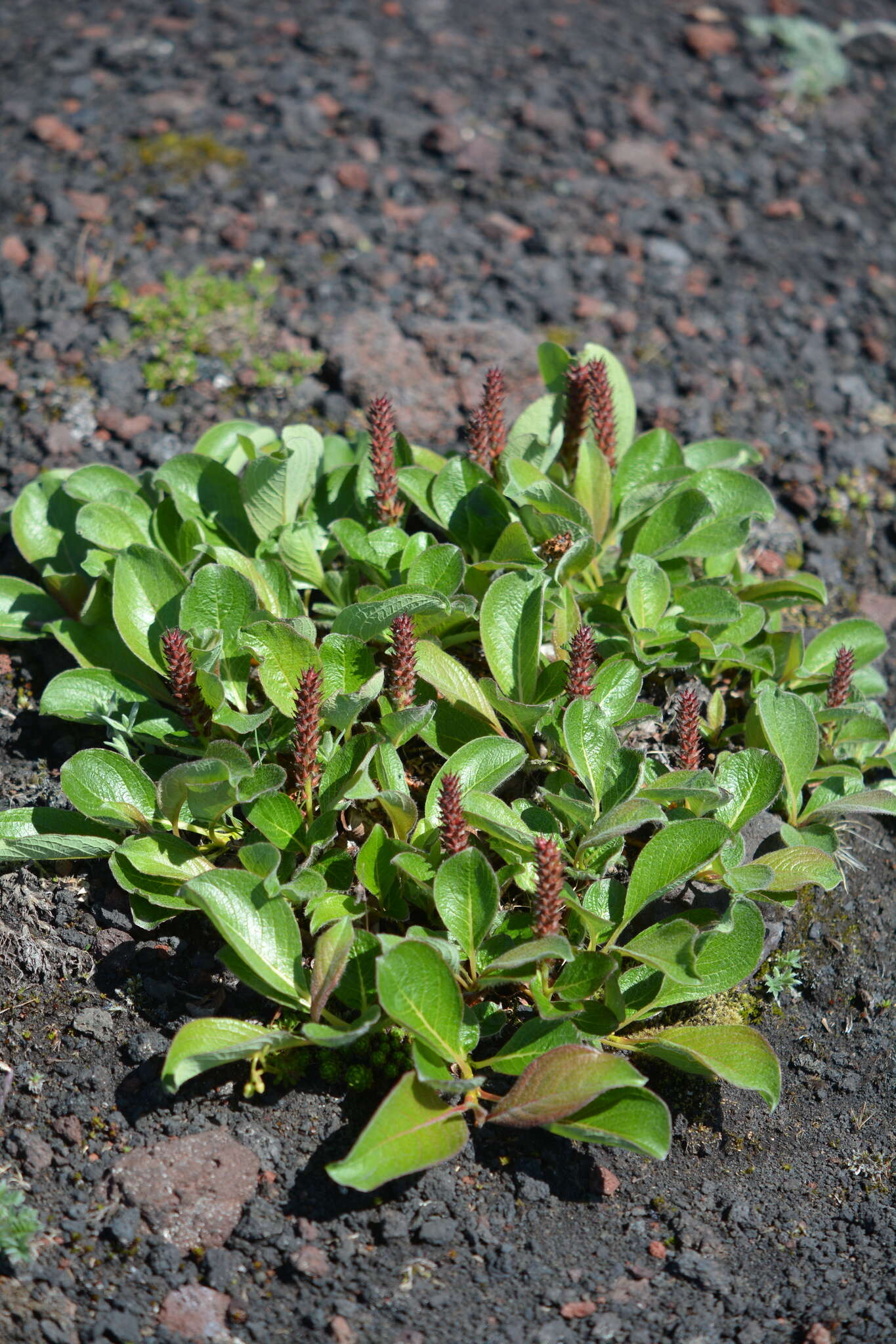 Image of Wedge-Leaf Willow