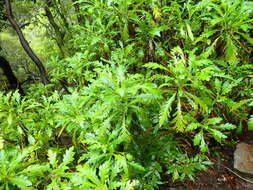 Image of Argyranthemum pinnatifidum subsp. pinnatifidum