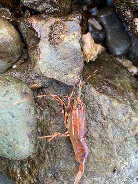 Image of California Spot Prawn