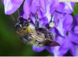 Слика од Bombus consobrinus Dahlbom 1832