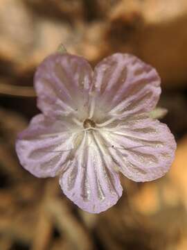 Image of Transverse Range phacelia