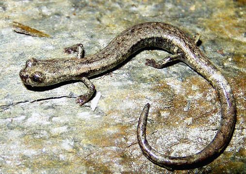 Image of Fairview Slender Salamander