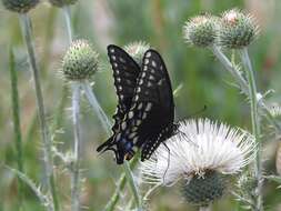 Imagem de <i>Papilio machaon bairdii</i>